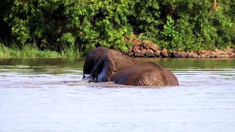 Elephants: Guardians of the Tusked Water 🐘