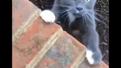 Funniest cats 😹 Don't to hold back laughter 😂 funny cats life