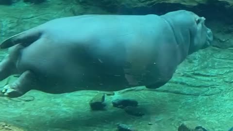Fat Hippo Wife Swimming Relax