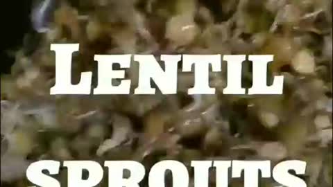 Stir Fry Lentil Sprouts