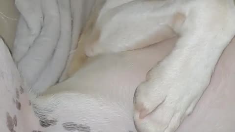 Cute dog is sleeping | Dog video | Cute dog video |