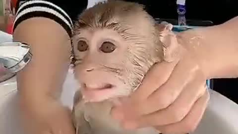 Monkey showering