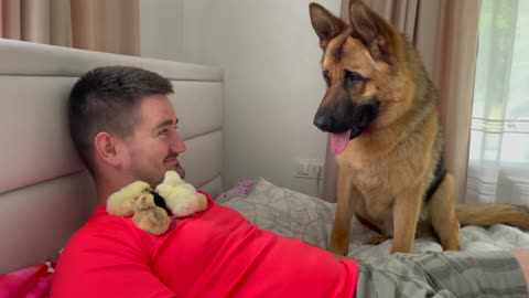 Funny German Shepherd Reacts to Baby Chicks on My Chest!