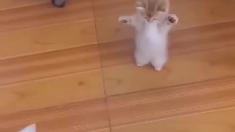 Funniest Cat and Dog