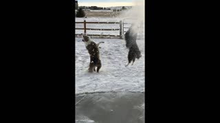 Dogs just want to have fun