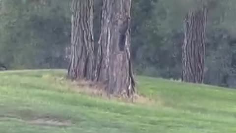 ___Bobcat chasing a squirrel around a tree