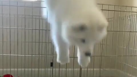 The dog tries to get out of the cage and succeeds