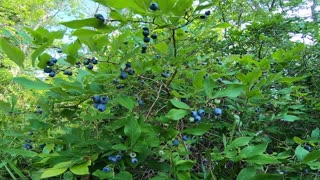 Blueberries