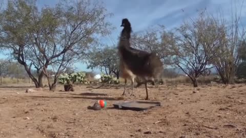 The Unbelievable Dancing Skills of a Bird!