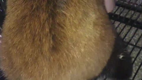 the butt and tail of the red panda feel great! Would you like to come again