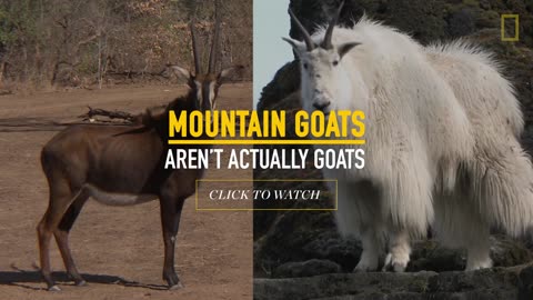 Amazing Footage- Goats Climbing on a Near-Vertical Dam - National Geographic