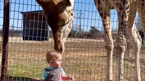 Cute Giraffe Gives Baby Smooches!