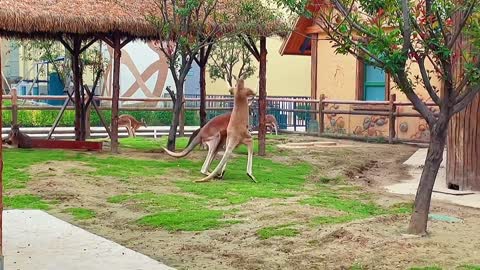 Kangaroo Boxing match