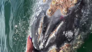 Gray Whale Whiskers