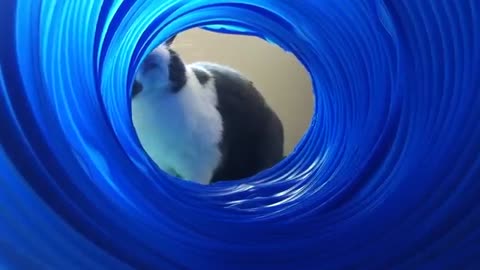 Cute Rabbit Hops Through Tunnel