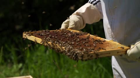 Bees are making honey