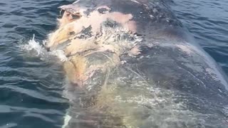 Tiger Sharks Feed on Dead Whale