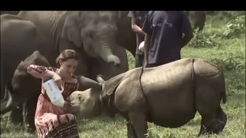 Royal Family Kate & William Feeding Baby Rhinos