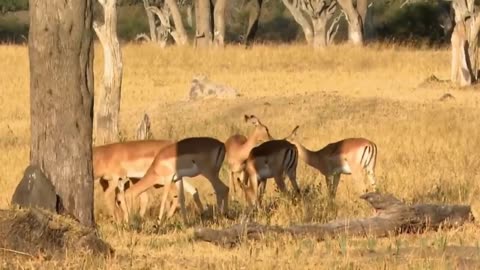 How Eagle Attack Kangaroo Success_