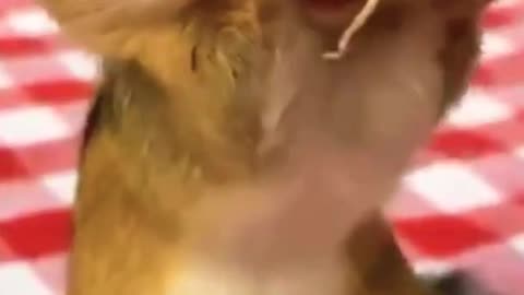 Chipmunk Funny video