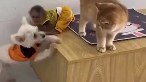 funny cats and monky fighting