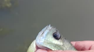 Giant bluegill