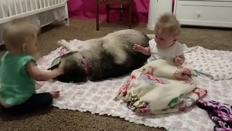 Husky adorably plays with twins