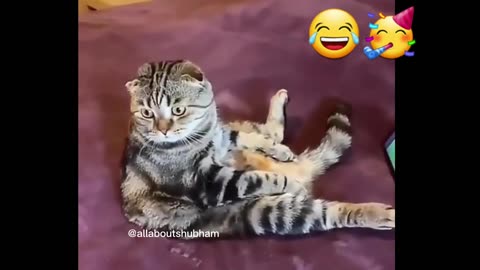 Try Not To Laugh 😂😂 Cute Cat Funny Video | Cat funny video | Cat videos for kids