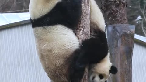 Cute panda playing together