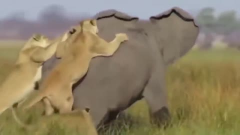 Hunter becomes the hunted !! elephant herd Takedown lion to rescue buffalo. Lion vs buffalo ,Rhino