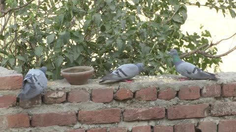 pigeons summer shot