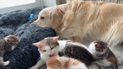 Mom Cat and Tiny Kittens Love their Best Friend Golden Retriever