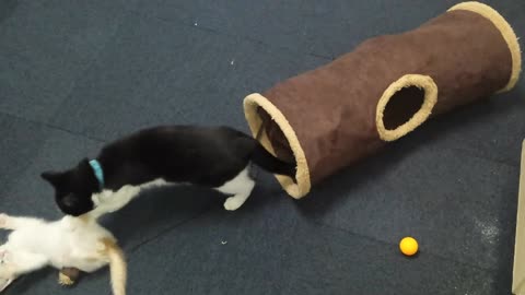 Kitten Pounces on his Older Brother, Instant Karma