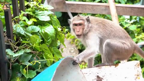 4K Quality Animal Footage - Monkeys Beautiful Scenes _ Viral Monkey