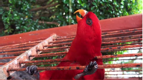 CUTE RED PARROT