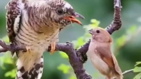 young bird feeding old bird || bird video || #shorts || #viral || ZooZooms