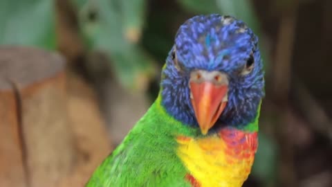 Lovely green parrot