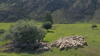 Flock of sheep running on a beautiful mountaint