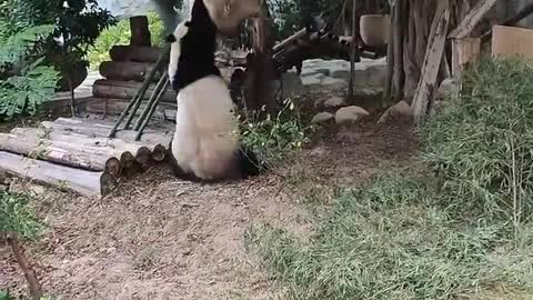 Giant pandas are also a bit epileptic pandas