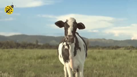 Cow funny videos