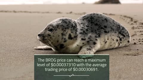 Bridge Protocol Price Prediction 2023, 2025, 2030 BRDG Cryptocurrency Price Prediction