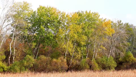 4K Enchanting Autumn Nature Scenes + Relaxing Piano Music for Stress Relief