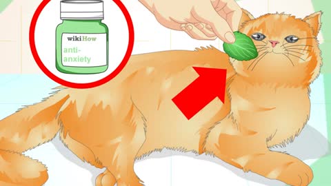 How to Prevent a Cat from Spraying