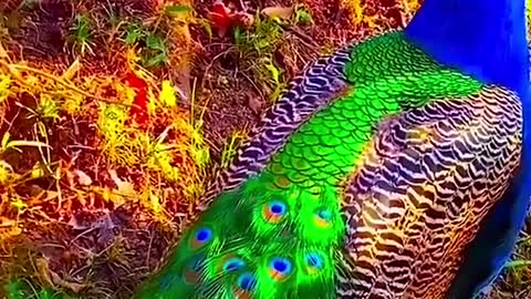 طاووس جميل