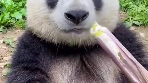 A panda is eating