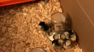 Temporary Set Up for Baby Chicks