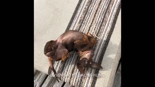 Happiest Breakdancing Wiener Dog You’ll Ever See