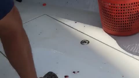 Pufferfish Bites Fisherman's Finger