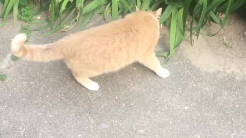 Cat on a walk