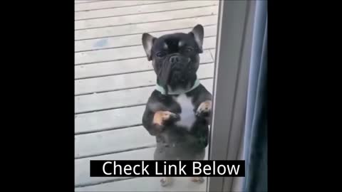 Funny and cute Bull Dog Reaction in the Door